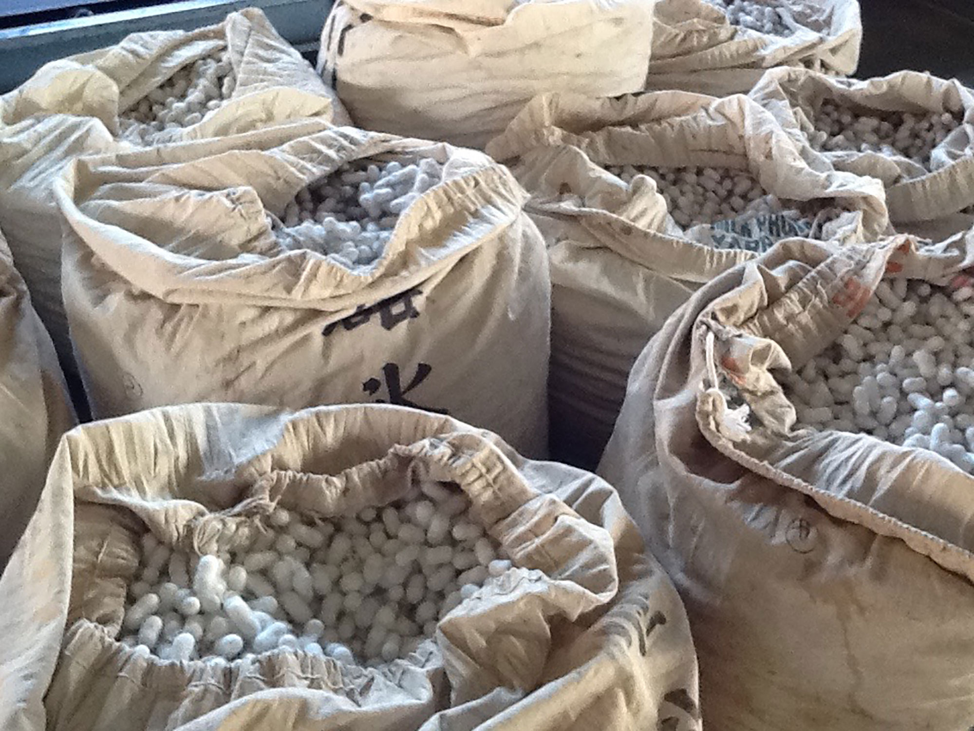 農家から集まる繭